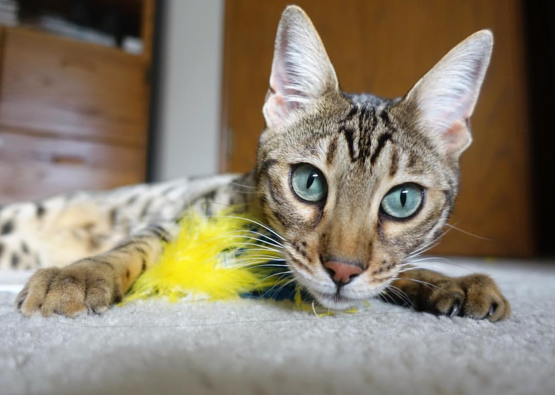 战术的进站窗口，上海队如何像F1策略组一样在街道赛焦点战中压制辽宁队