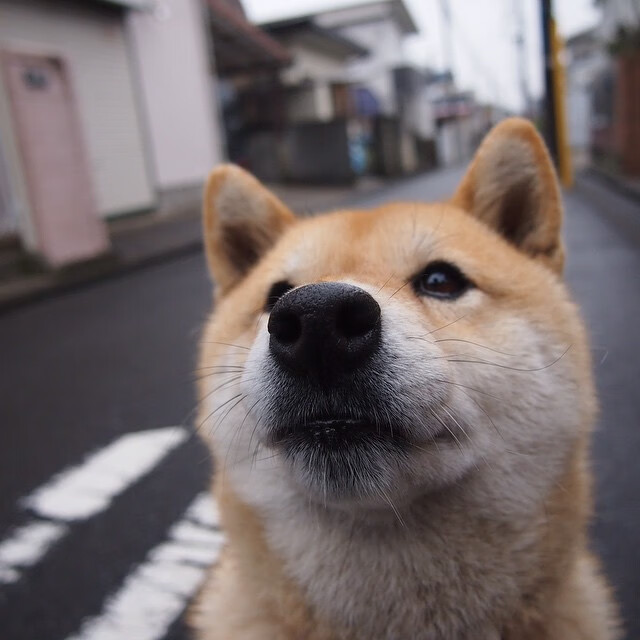 骑士强势拿下上海队,哈利伯顿在意甲焦点战接管比赛,篮球世界的双线辉煌