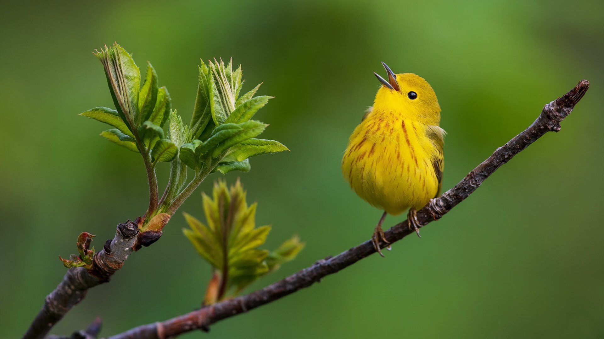 唯一之战,当三狮军团穿上天蓝—莫德里奇的传球,如何刺穿另一个曼城