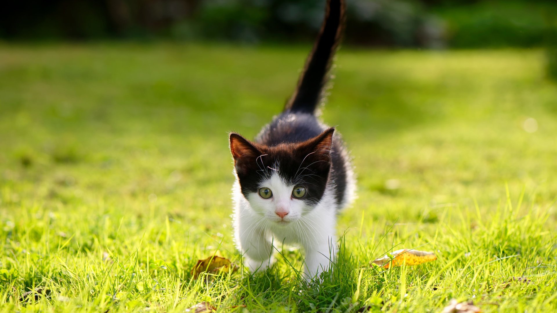 夜战街道，杰伦格林的关键制胜