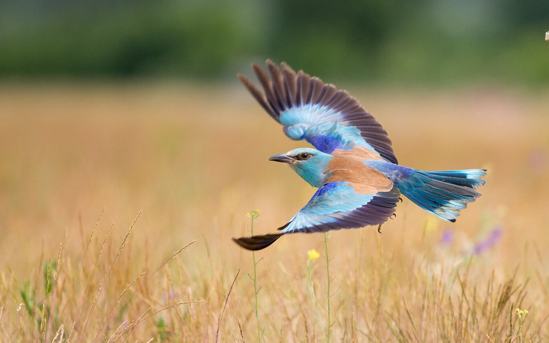 平行时空的篮球，当公牛角抵上海滩，克莱用三分雨写就唯一