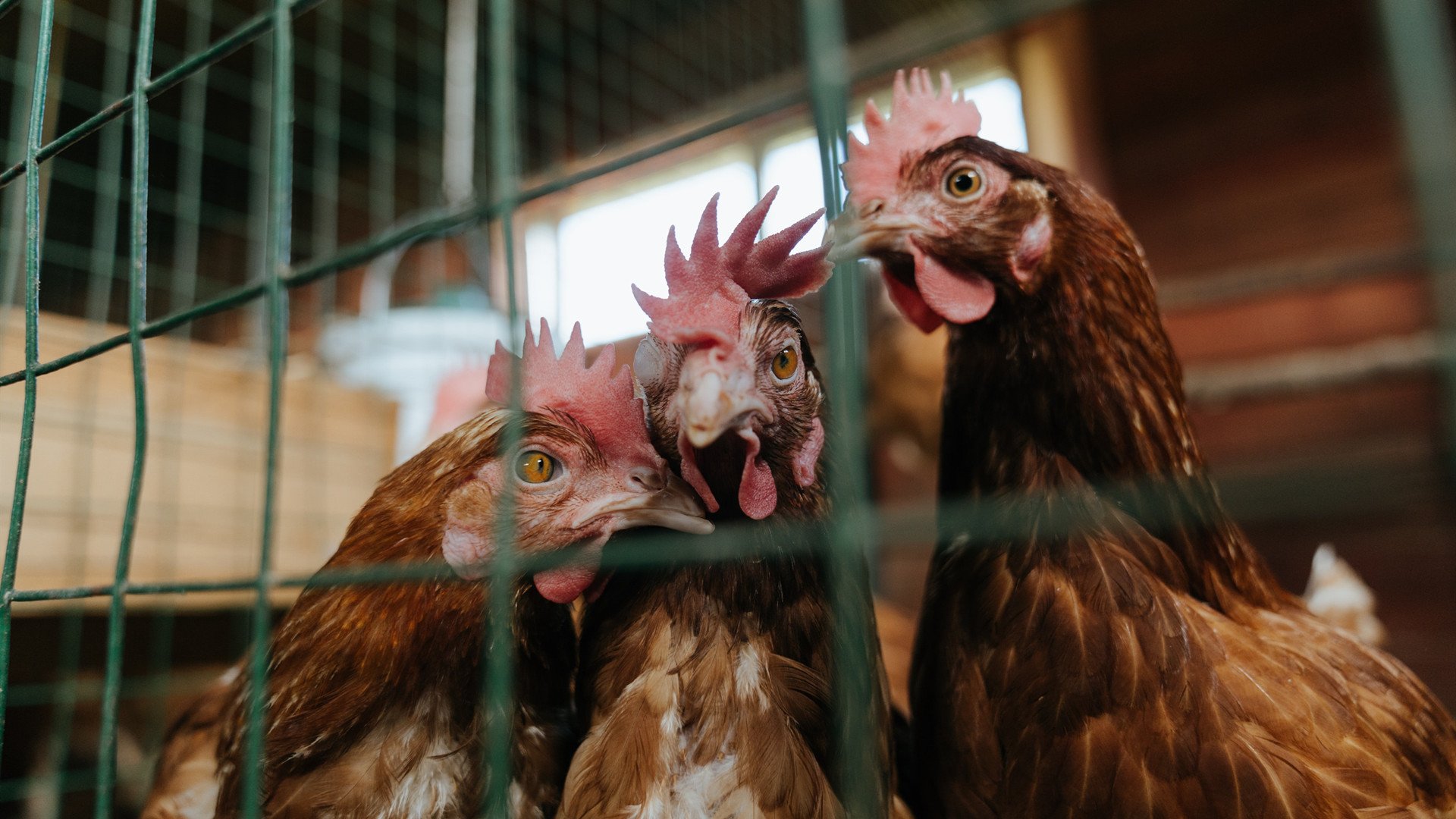 悬念终结者,班凯罗如何改写东决之夜