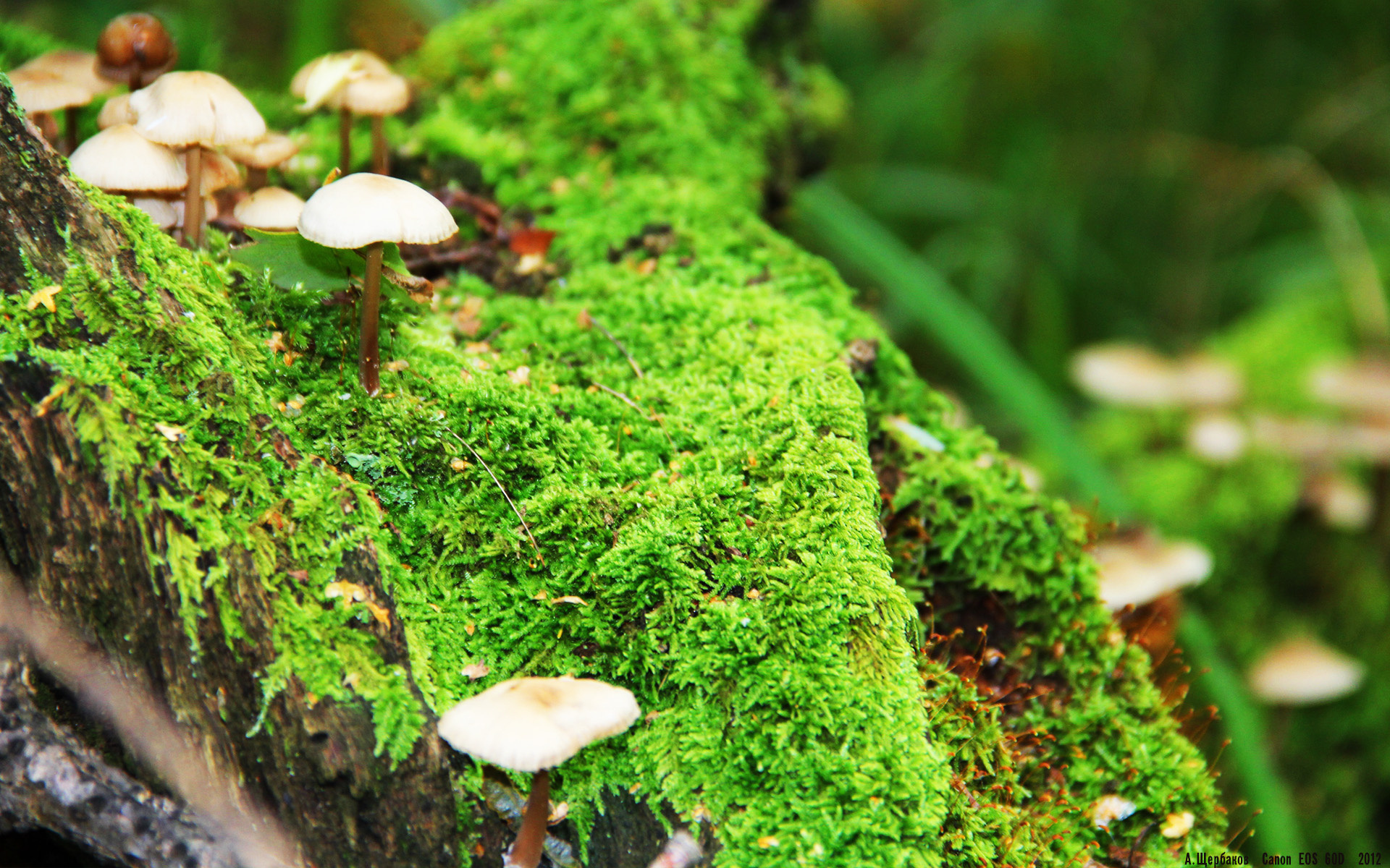 绿茵博弈,2026世界杯焦点战,沙漠之狐卡塔尔如何精准收割特兰加雄狮塞内加尔