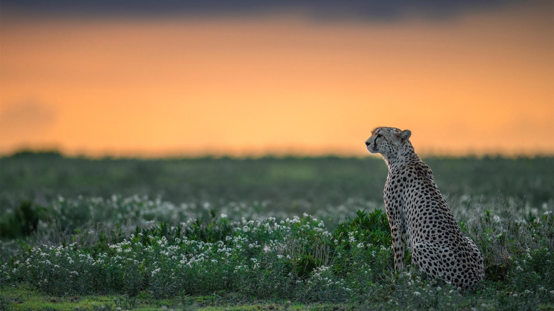 北境终破,沧海横流—布伦森神兵天降,上海力克新疆夺赛点
