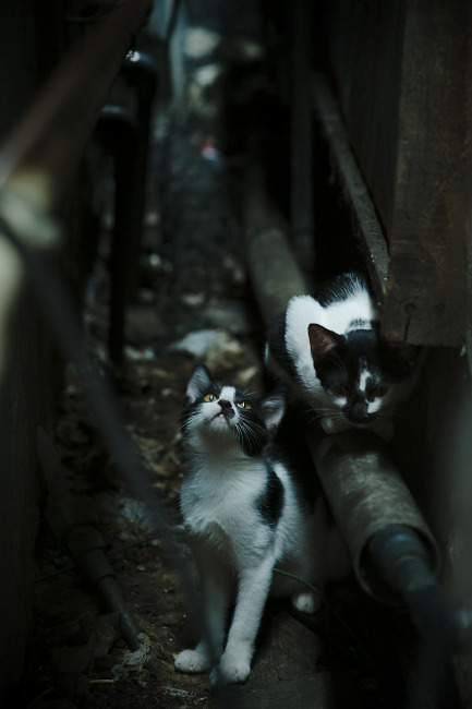 当几内亚遇见土耳其,如果若日尼奥戴上了其他面具