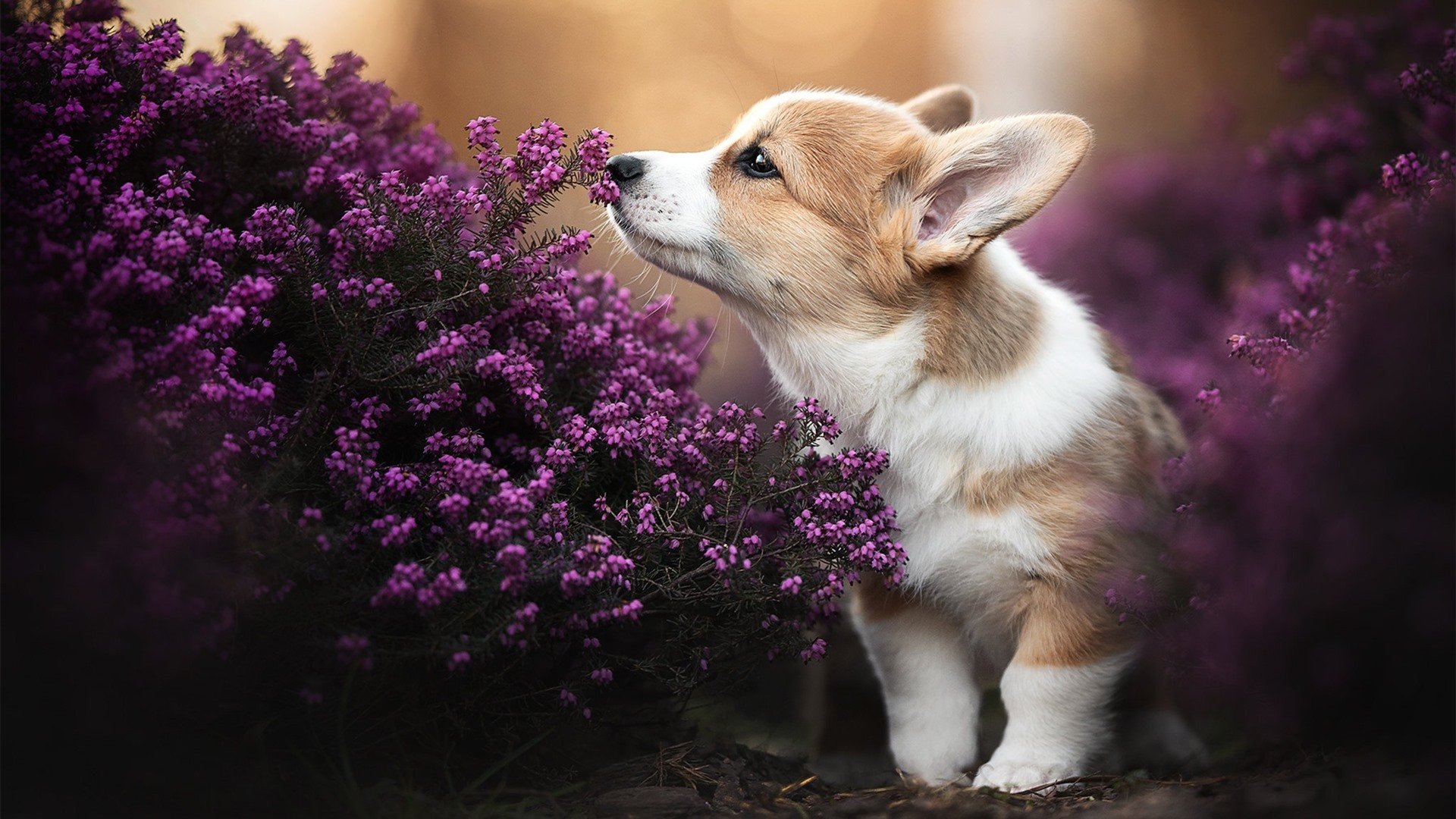 东决关键战之夜，平凡之怒—德斯蒙德·贝恩如何彻底打爆凯尔特人防线