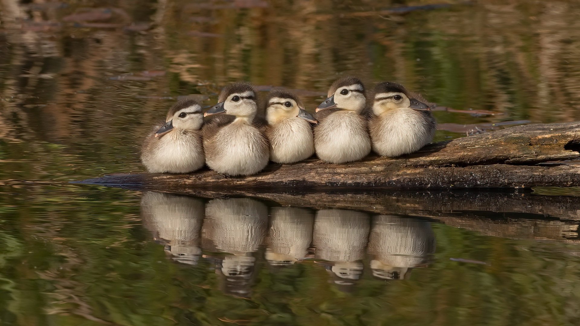 跨界决战,当NBA季后赛的硝烟,点燃了比利时与葡萄牙的绿茵之战