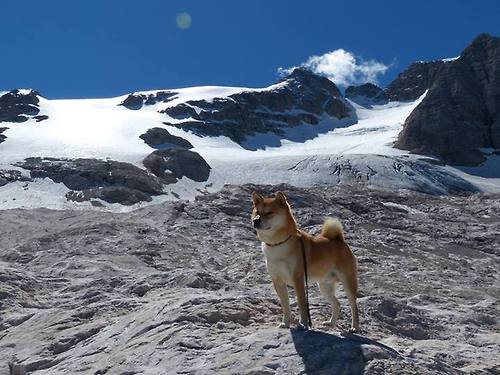切特vs约基奇,嫩竹撬动雪山