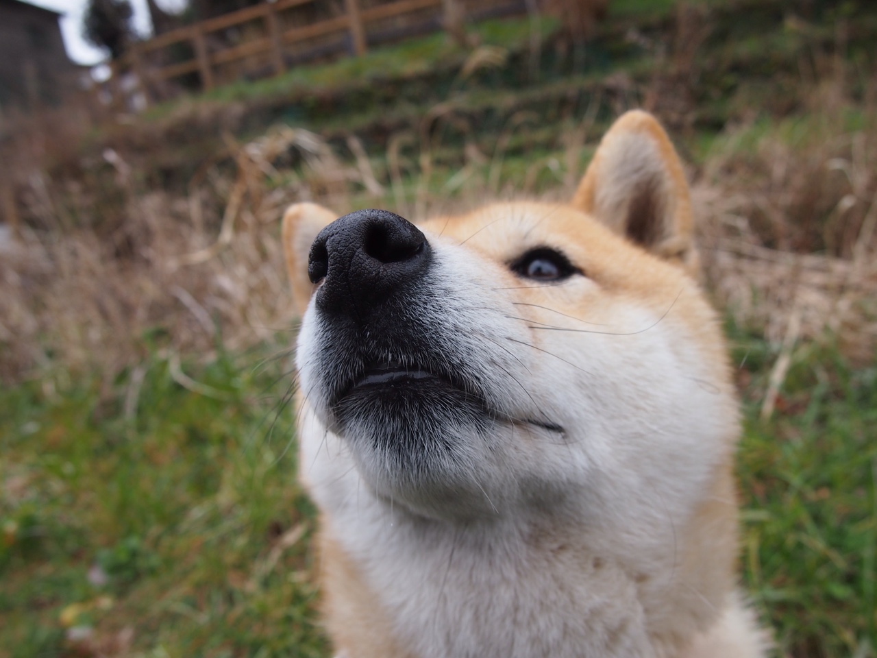 双面足球，体系的诗，天赋的诗