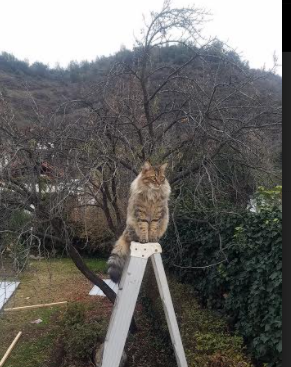 亚洲节拍器与欧陆压路机,久保建英的节奏艺术与那不勒斯的战术强压