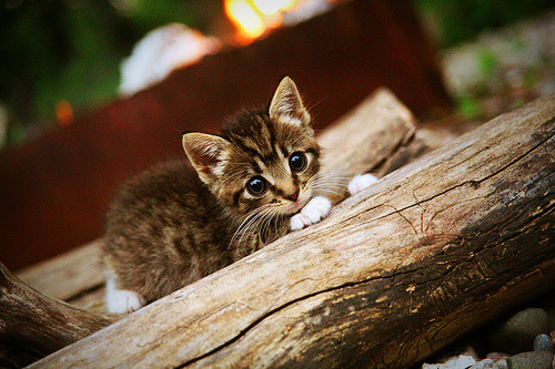 北境绞杀，苏格兰精密战术如何锁死加勒比海风暴