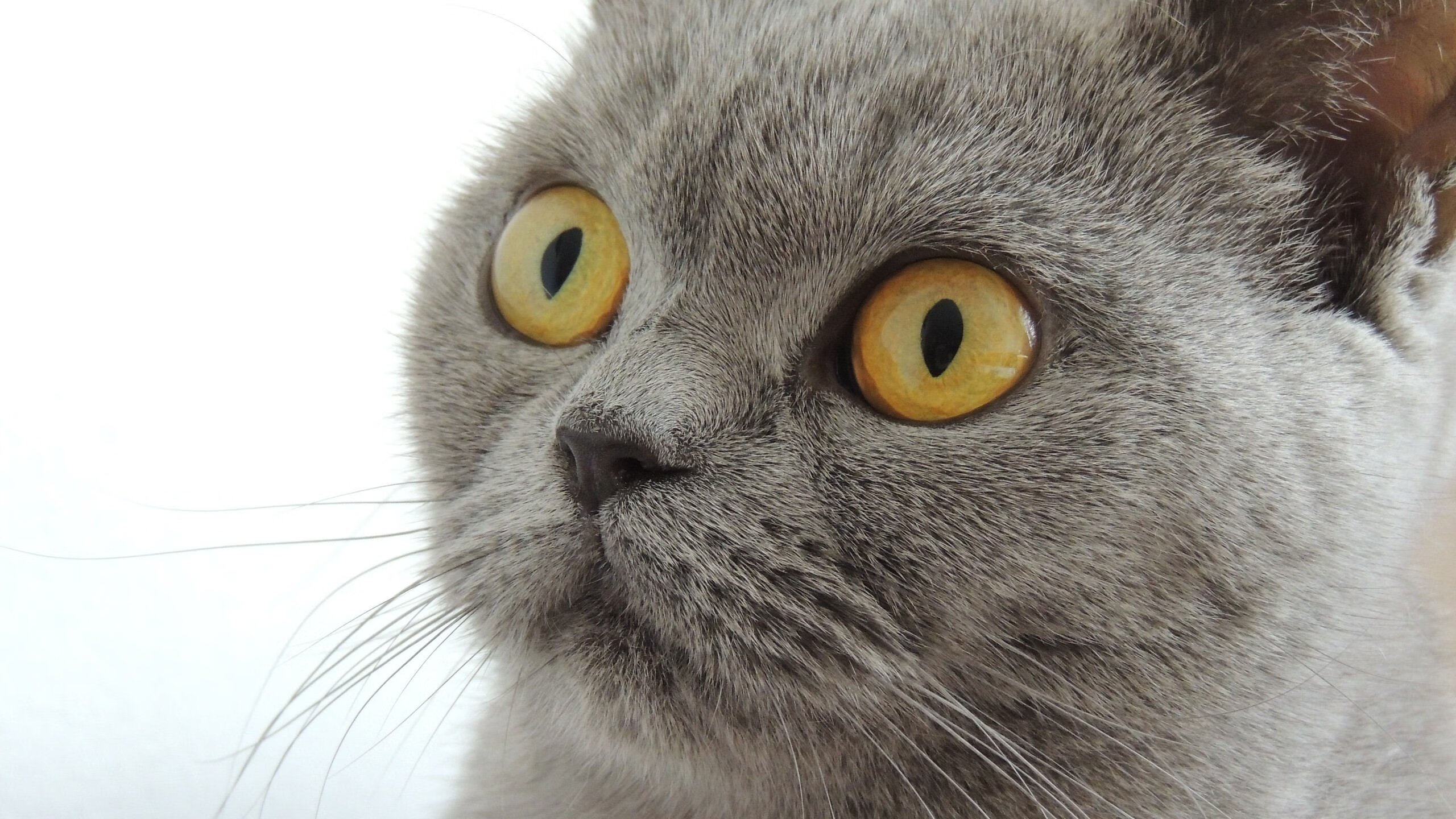 被封印的血统与被冲破的枷锁，从雷霆锁鹈鹕到霍勒迪的世界杯宣言