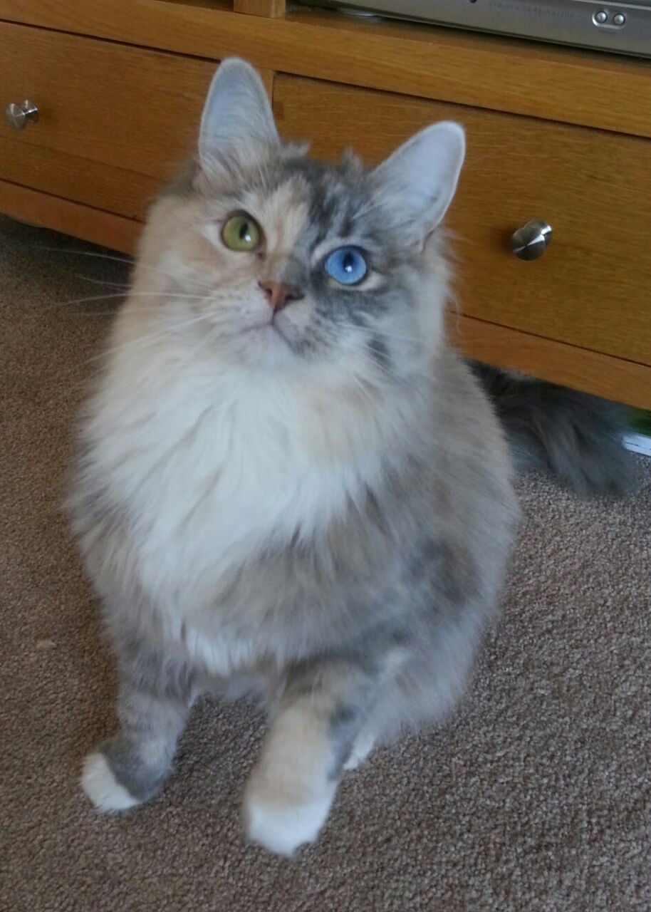 鏖战高原，拉什福德一箭定江山，英格兰红星冲破牙买加困局