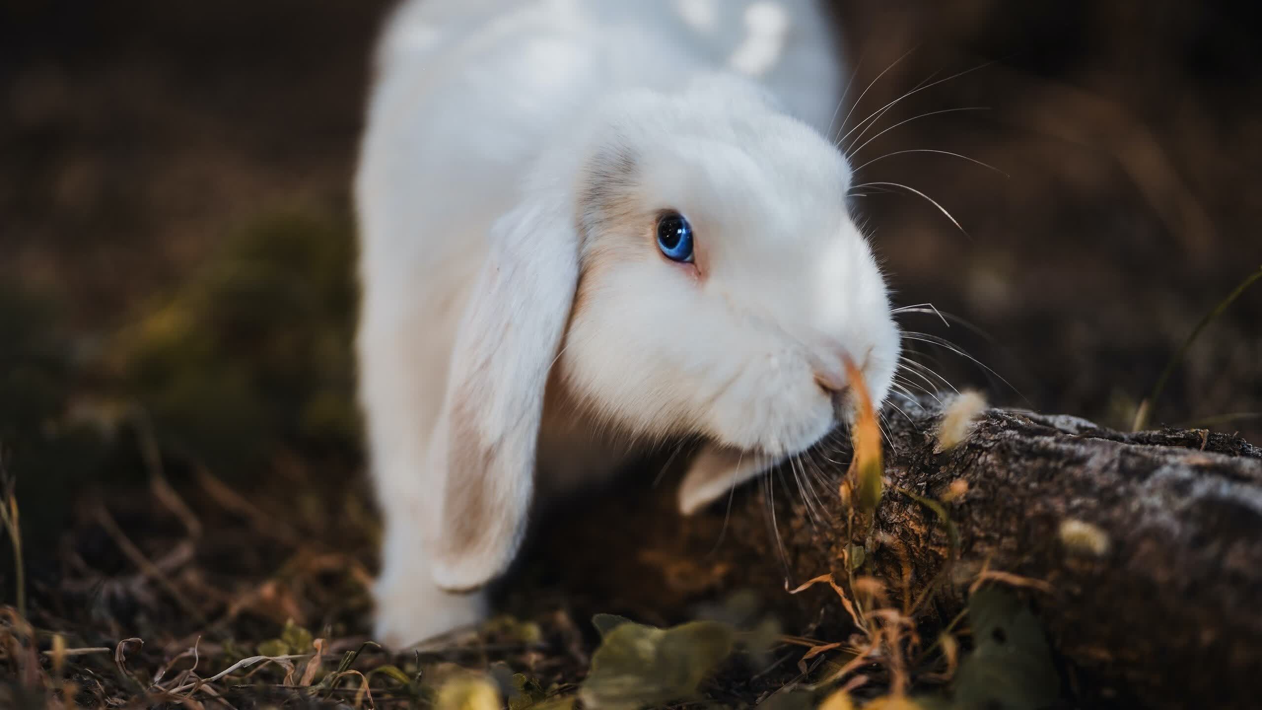 2026世界杯H组,当宿命之锤遭遇艺术之剑,托纳利如何在伊朗与巴西的裂痕中刻下唯一答案
