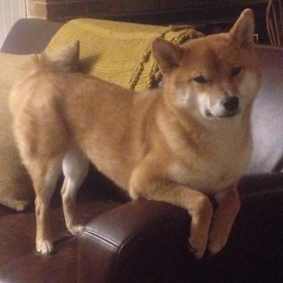 蓝黄之魂,2026半决赛,厄瓜多尔撕裂铁骑,布罗佐维奇的孤勇绝唱